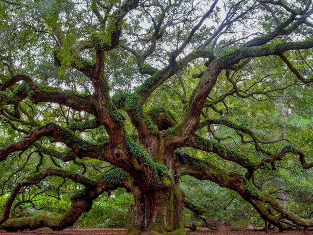 Angel oak