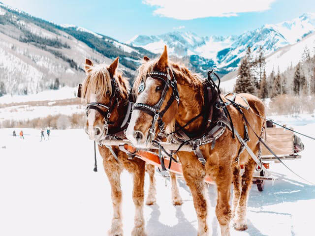 aspen-skidresa-hastar I Aspen kan du också åka häst och vagn.
